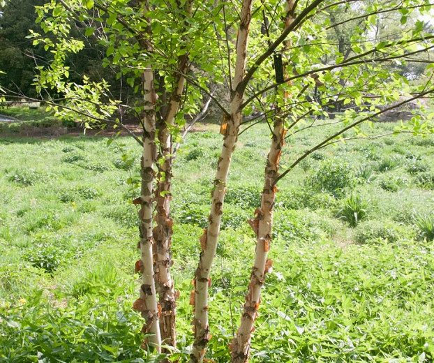 Betula nigra Heritage (River Birch)