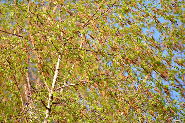 Betula pendula (Silver Birch)