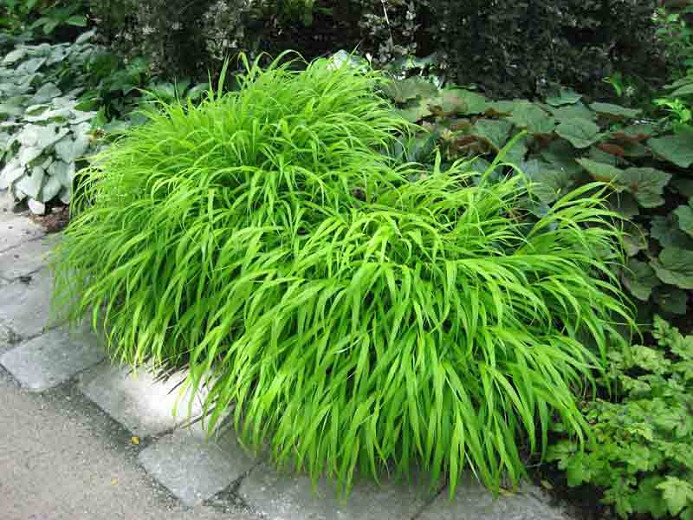 Hakonechloa macra (Hakone Grass)