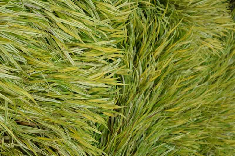 Hakonechloa macra Alboaurea (Hakone Grass)