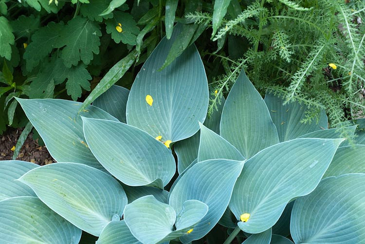 Hosta (Tardiana Group) Hadspen Blue (Plantain Lily)