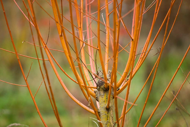 Salix alba var. vitellina Britzensis (Scarlet Willow)