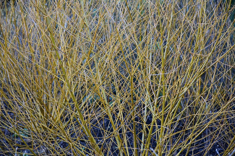 Salix alba var. vitellina Golden Ness (Golden Willow)