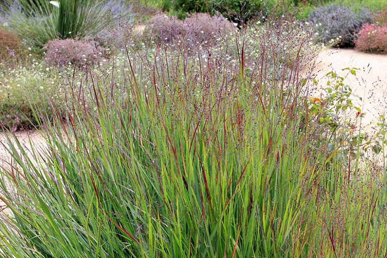 Panicum virgatum Shenandoah (Switch Grass)