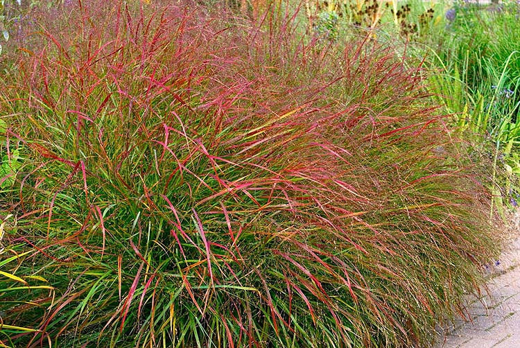 Panicum virgatum Hanse Herms (Switch Grass)