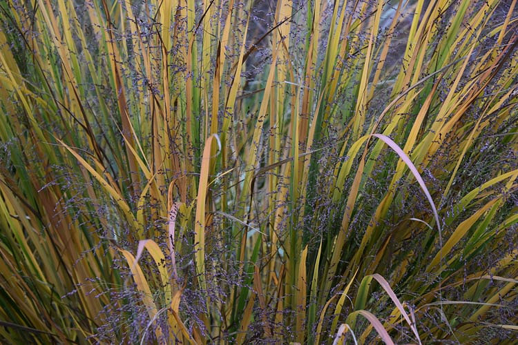 Panicum virgatum Northwind (Switch Grass)