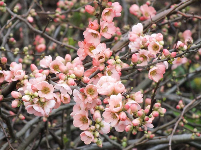 Chaenomeles x superba Coral Sea (Japanese Quince)