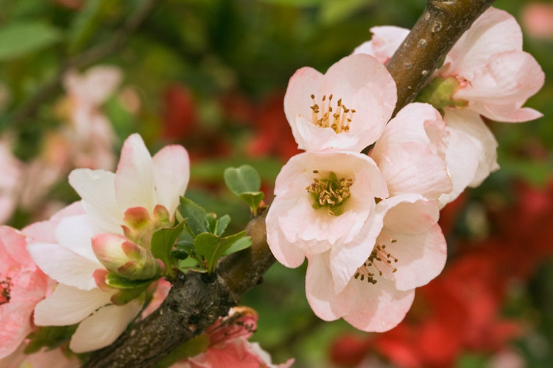 Chaenomeles Toyo Nishiki (Japanese Quince)