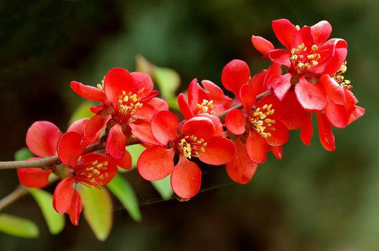 Chaenomeles x superba Crimson and Gold (Japanese Quince)