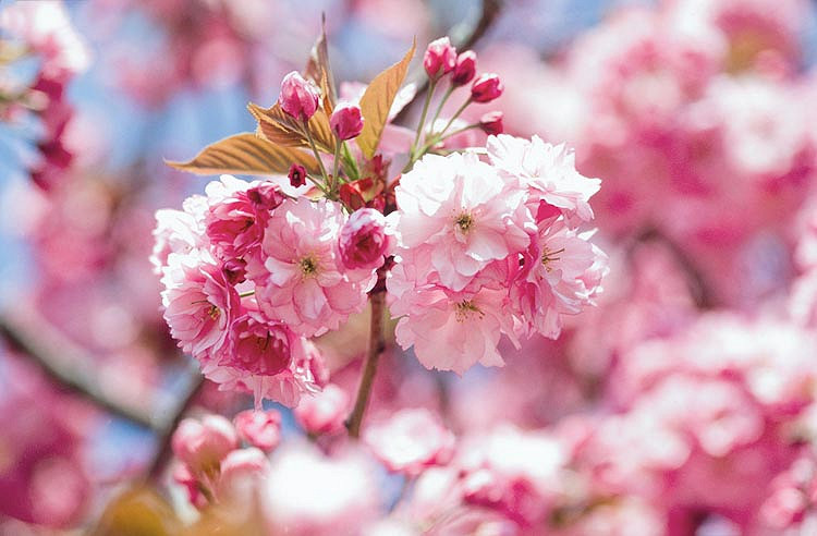 Prunus Kanzan (Japanese Flowering Cherry)