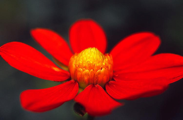 Dahlia coccinea (Scarlet Dahlia)