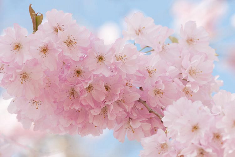 Prunus Accolade (Flowering Cherry)