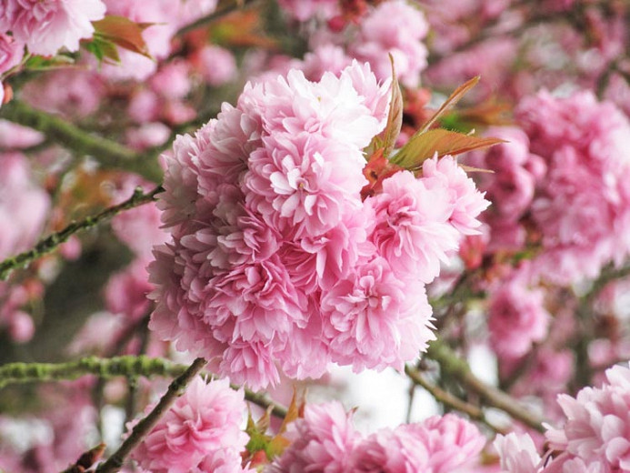 Prunus Asano (Japanese Flowering Cherry)