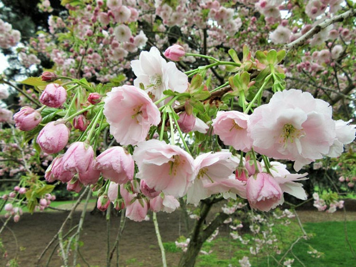 Prunus Ichiyo (Japanese Flowering Cherry)