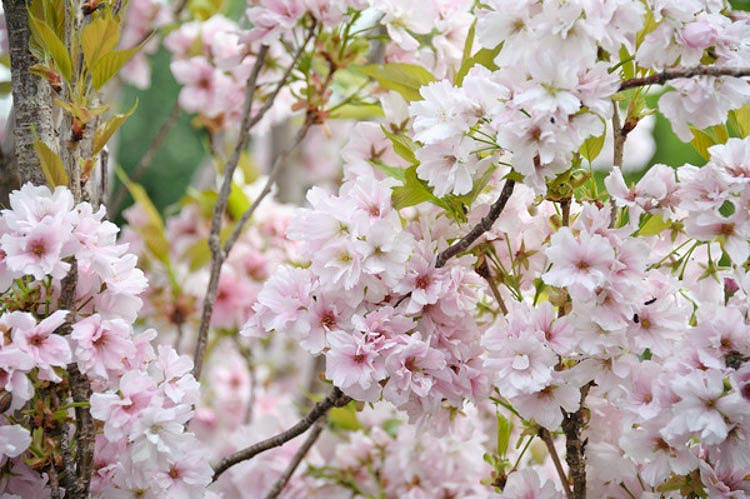 Prunus Amanogawa (Japanese Flowering Cherry)