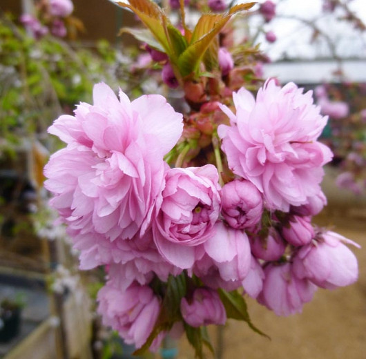 Prunus Kiku-Shidare-Zakura (Japanese Flowering Cherry)