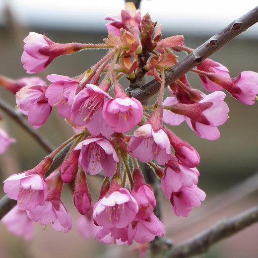 Prunus Kursar (Flowering Cherry)