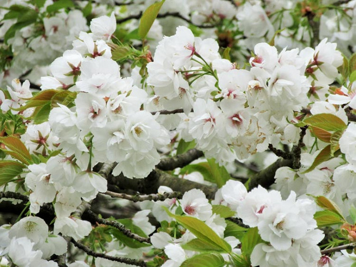 Prunus Shirotae (Japanese Flowering Cherry)