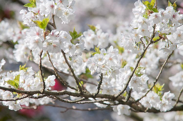 Prunus Umineko (Japanese Flowering Cherry)