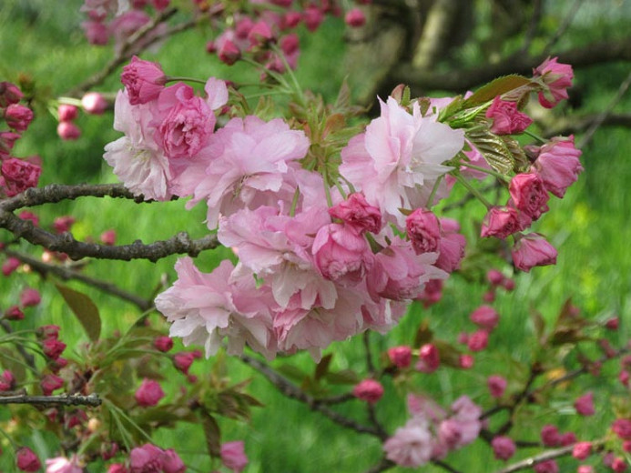 Prunus Pink Perfection (Japanese Flowering Cherry)