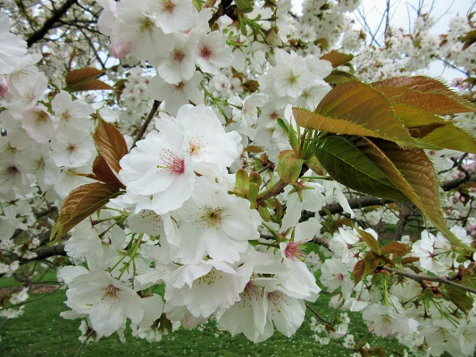 Prunus Tai-Haku (Japanese Flowering Cherry)