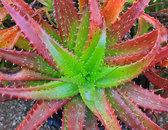 Aloe cameronii (Red Aloe)