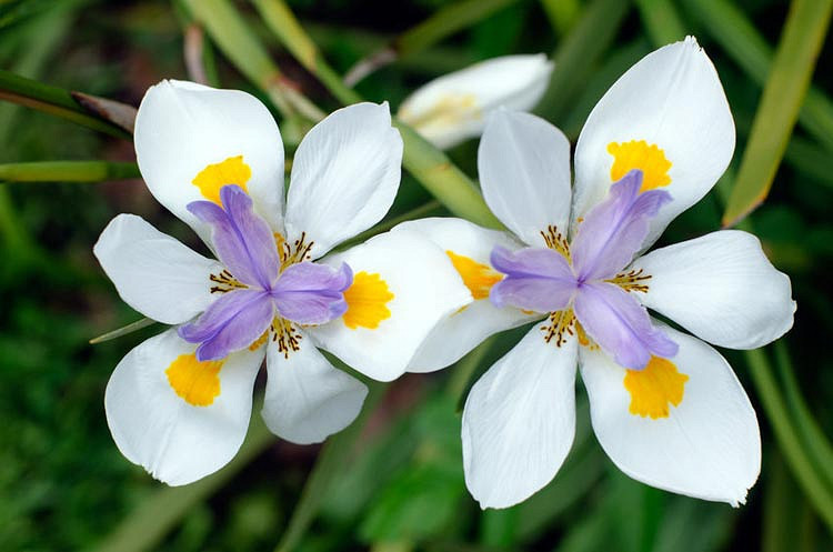 Dietes iridioides (Fortnight Lily)