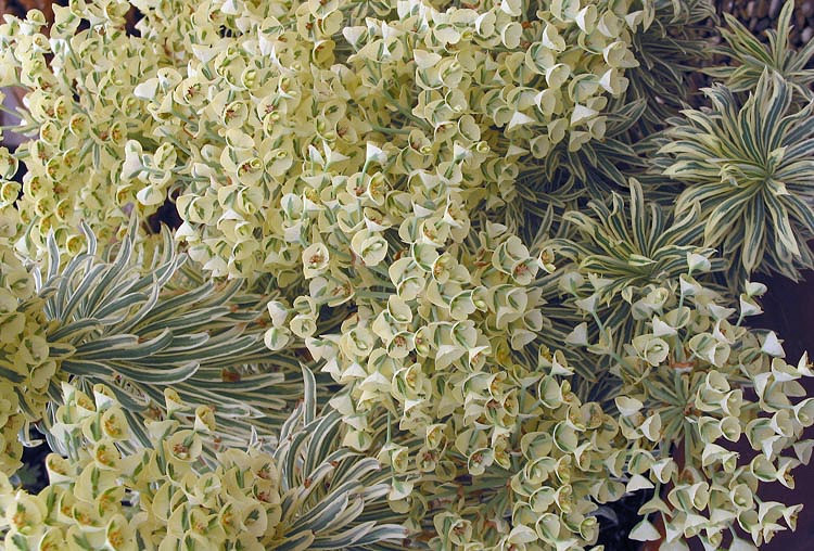 Euphorbia characias Tasmanian Tiger (Spurge)