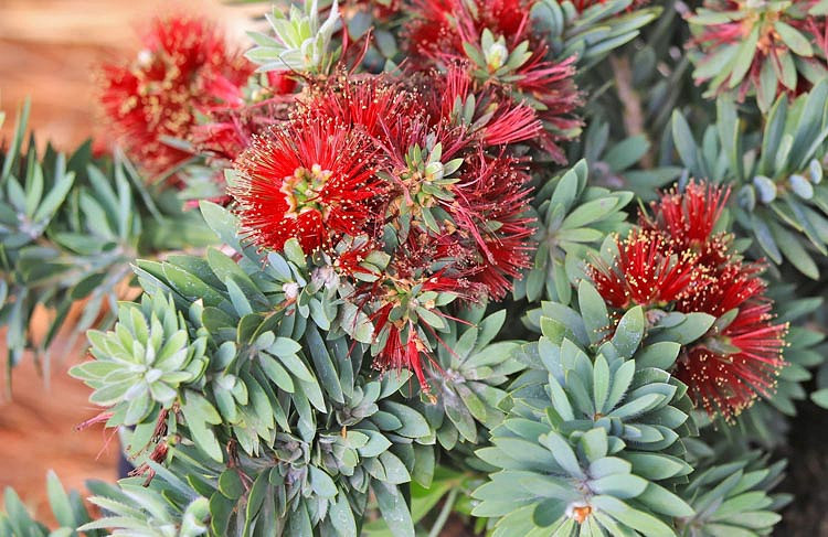 Callistemon viminalis Little John (Bottlebrush)