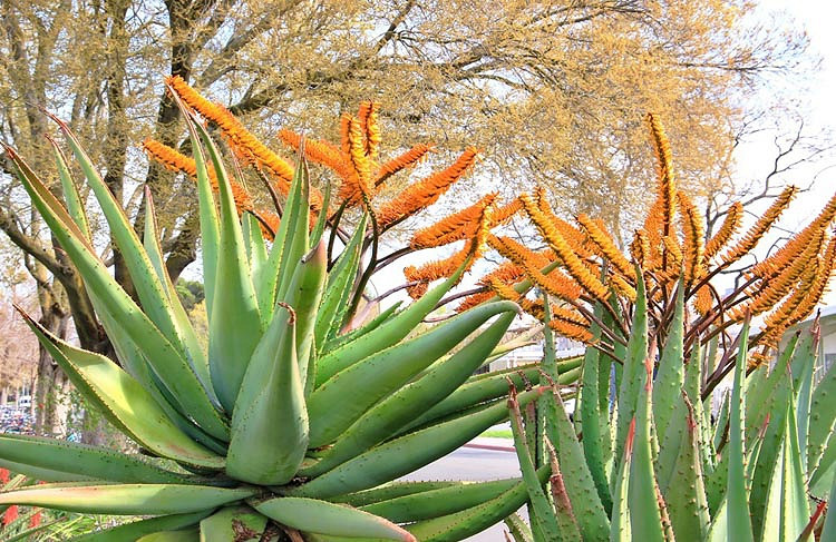 Aloe marlothii (Mountain Aloe)