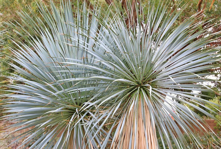 Yucca rostrata (Beaked Yucca)