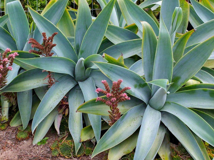 Agave attenuata Boutin Blue (Fox Tail Agave)