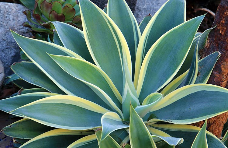 Agave attenuata Ray of Light (Fox Tail Agave)