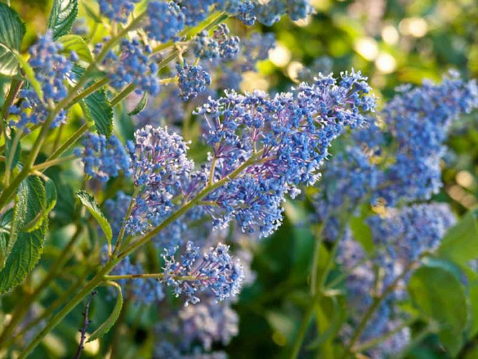 Ceanothus × delileanus Gloire de Versailles (California Lilac)