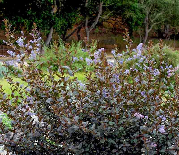 Ceanothus Tuxedo (California Lilac)