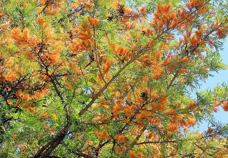 Grevillea robusta (Silky Oak)