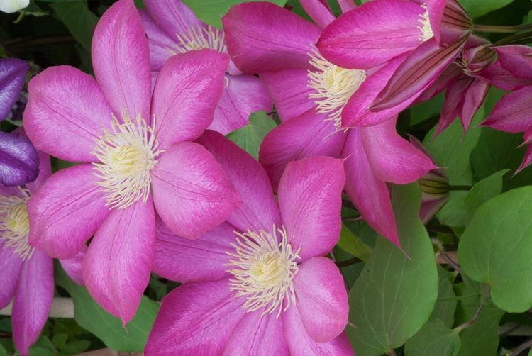 Clematis Bourbon (Early Large-Flowered Clematis)