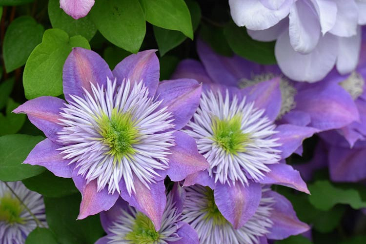 Clematis Crystal Fountain (Early Large-Flowered Clematis)