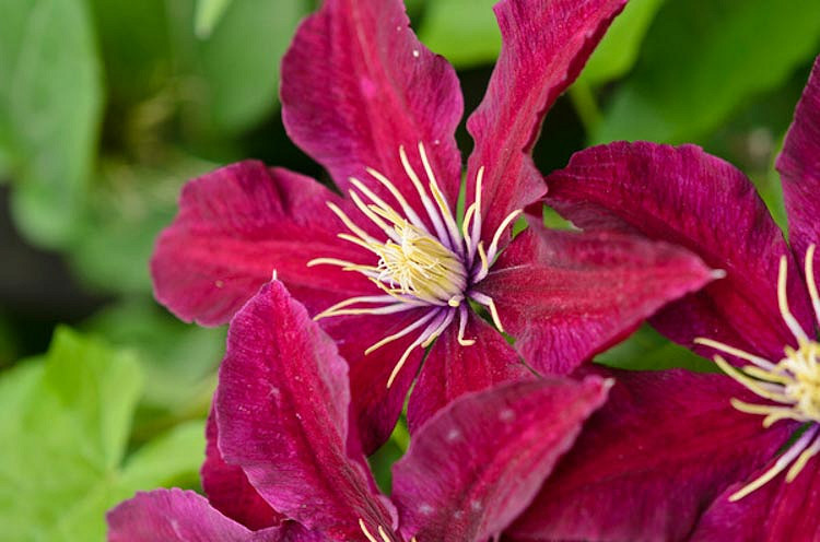 Clematis Niobe (Early Large-Flowered Clematis)