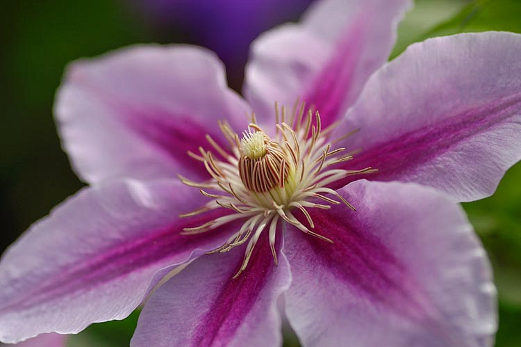 Clematis Bees Jubilee (Early Large-Flowered Clematis)