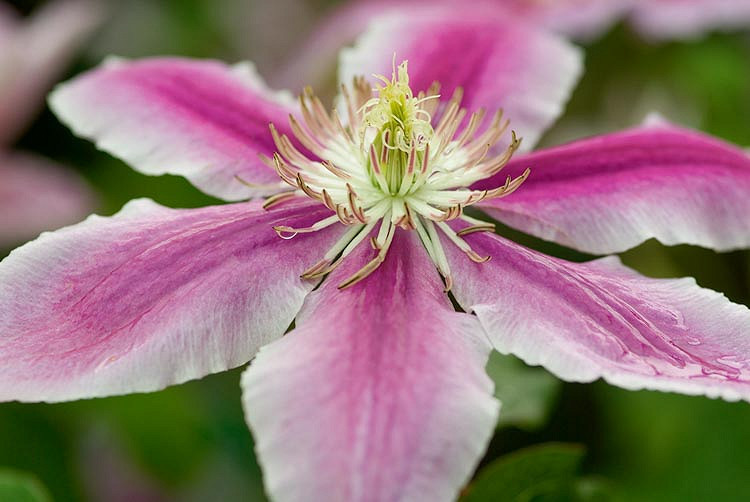 Clematis Doctor Ruppel (Early Large-Flowered Clematis)