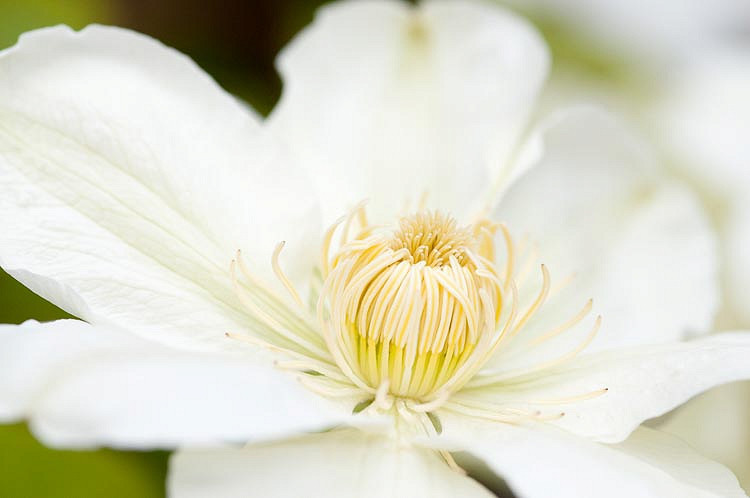 Clematis Guernsey Cream (Early Large-Flowered Clematis)