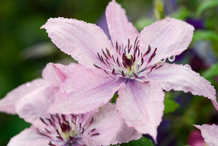 Clematis Hagley Hybrid (Late Large-Flowered Clematis)