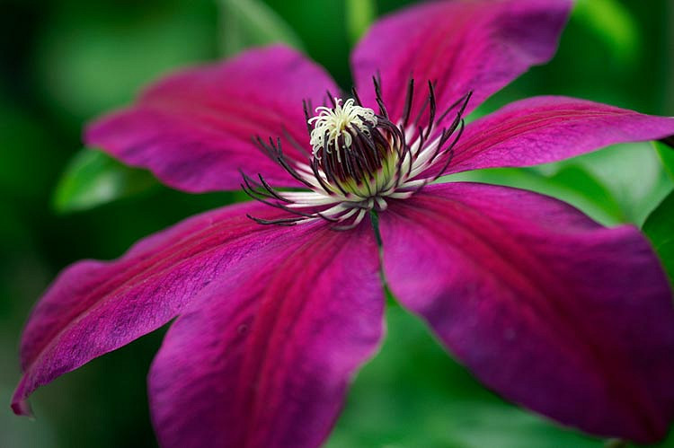 Clematis Honora (Late Large-Flowered Clematis)