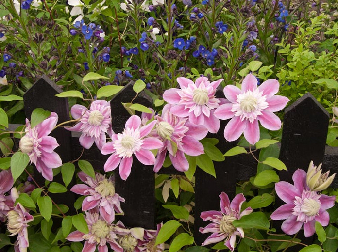 Clematis Josephine (Early Large-Flowered Clematis)