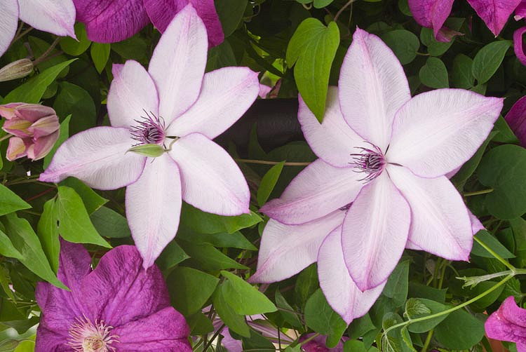 Clematis Fond Memories (Late Large-Flowered Clematis)