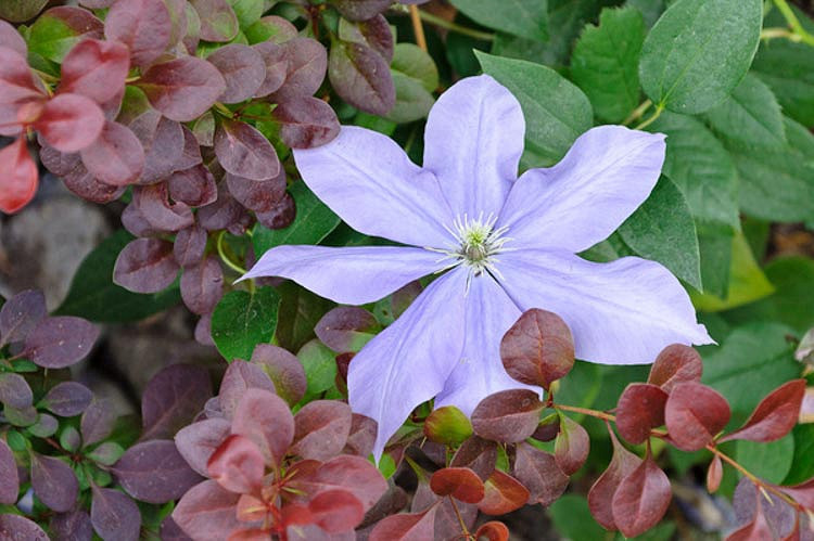 Clematis Fujimusume (Early Large-Flowered Clematis)