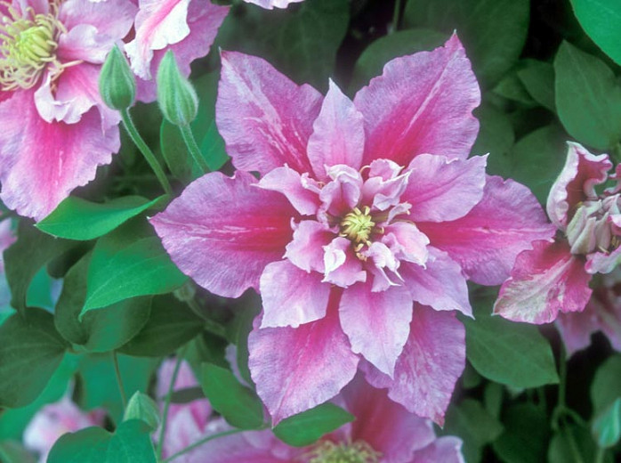 Clematis Piilu (Early Large-Flowered Clematis)