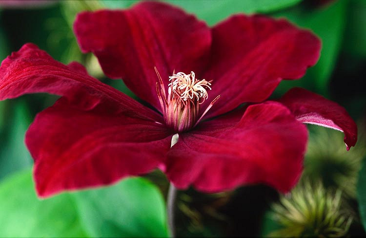 Clematis Rouge Cardinal (Late Large-Flowered Clematis)