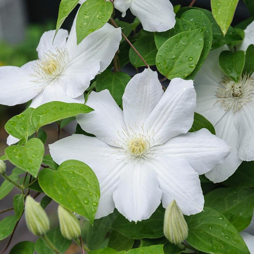 Clematis Asagasumi (Early Large-Flowered Clematis)